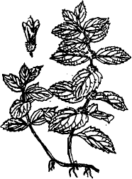 Bách hợp (Tỏi rừng)