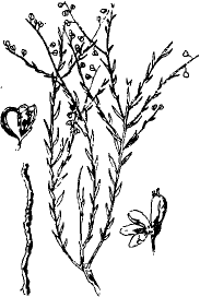 Viễn chí (Tiểu thảo)