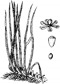 Thạch xương bồ