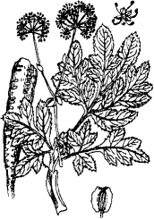 Bạch chỉ (Lan hòe)