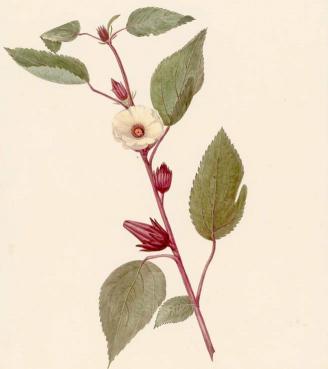 Atiso đỏ (Bụp giấm, Cây Giấm, Lạc thần, Hồng đài)