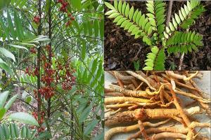 Bách bệnh (Bá bệnh)