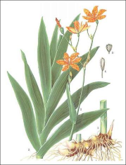 Xạ can (Rẻ quạt)