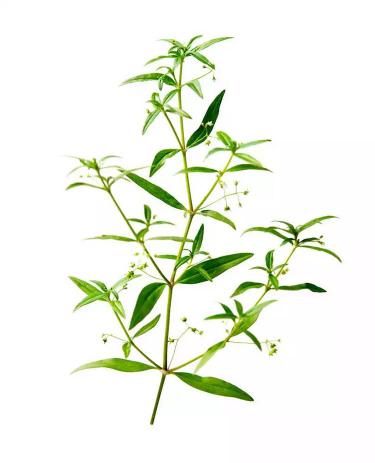 Bạch hoa xà thiệt thảo