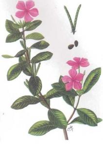 Dừa cạn (Bông dừa, Hoa hải đằng, Trường xuân, Dương giác)