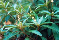 Khổ sâm cho lá (Cù đèn)