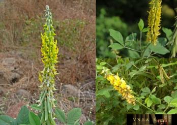 Lục lạc ba lá tròn