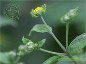 Hy thiêm(Cỏ cứt lợn)