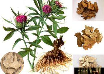 Bạch truật(Sơn liên)