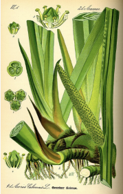 Thủy xương bồ (Bồ bồ)