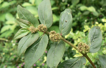 Cỏ sữa lá lớn