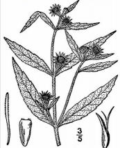 Cỏ nhọ nồi(Cỏ mực)