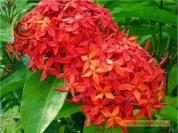 Hoa trang (Đơn hoa đỏ)