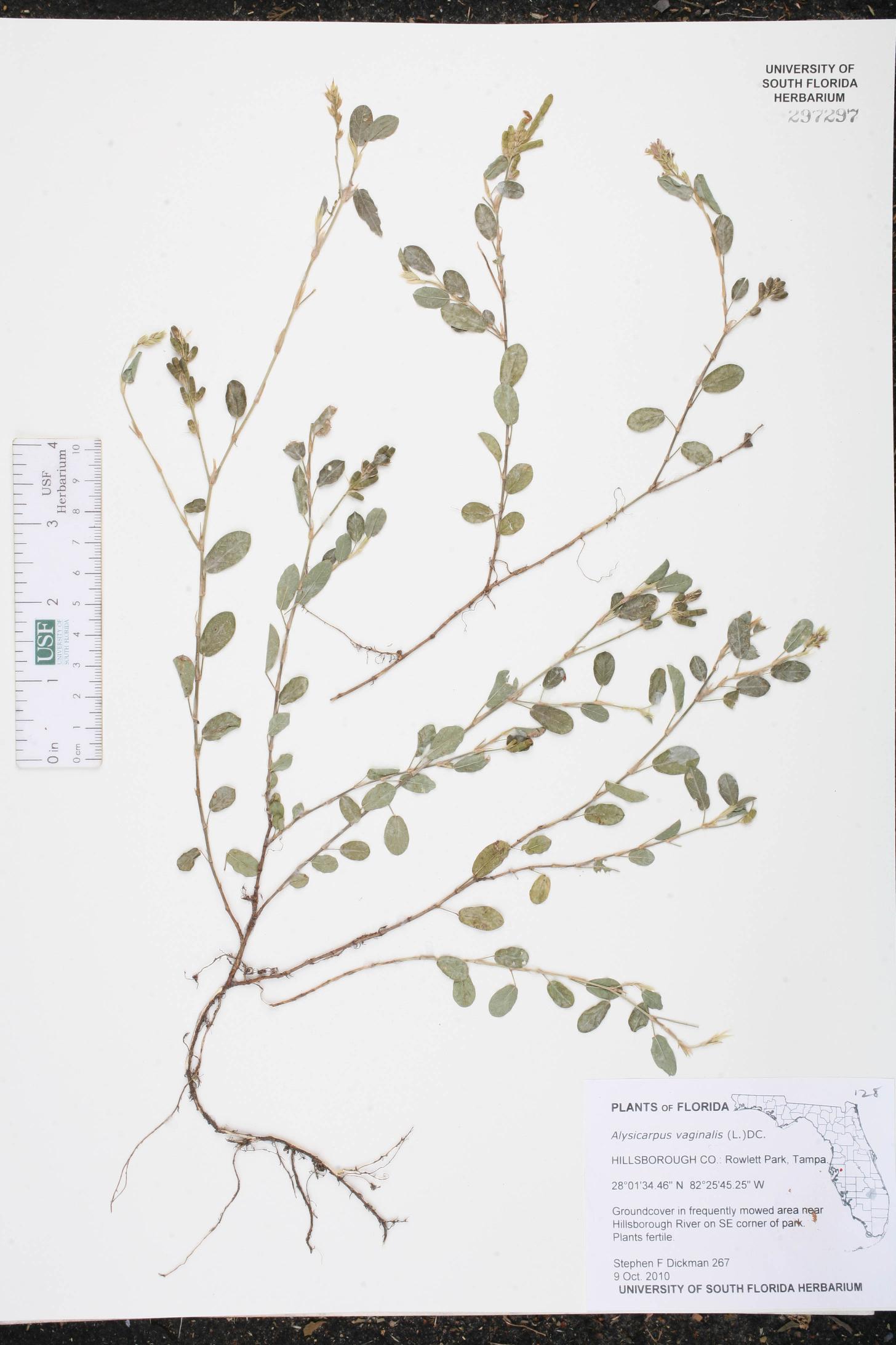 Cỏ sữa lá nhỏ