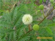 Keo dậu (Bình linh, Nam táo nhân)