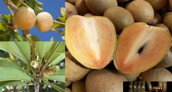 Saboche (Hồng xiêm)