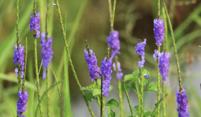 Mạch lạc (Đuôi chuột)