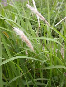 Cỏ tranh (Nhả cà, Đia, Gan)