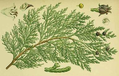 Trắc bách diệp (Bách diệp, Bá tử nhân)